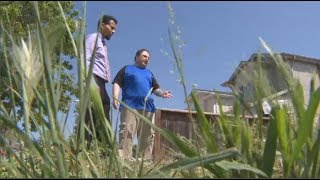 Winnipeg man takes a stand against cutting boulevard grass [upl. by Streeter]