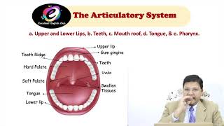 Lecturer 5 Organs of Speech English Version [upl. by Dorr945]