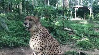 this is how cheetah cries [upl. by Ahab]