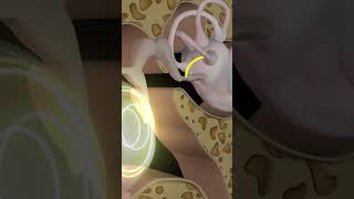 Function of Ossicles ear biology medical anatomy [upl. by Pestana]