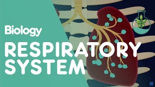 Respiratory System  Introduction  Physiology  Biology  FuseSchool [upl. by Anahsahs]