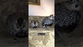 The best quail species to raise as pets  the one you probably never thought about quotPart 1quot [upl. by Nyrehtac213]