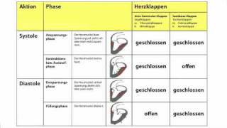 Herzaktionen  Systole und Diastole in der Heilpraktikerausbildung [upl. by Summons]