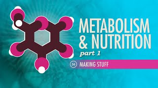 Metabolism amp Nutrition Part 1 Crash Course Anatomy amp Physiology 36 [upl. by Bonnette]