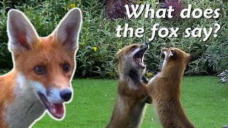 What noises does a fox make [upl. by Paradies]