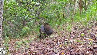 The Secret Lives of Costa Ricas Wildlife  Tico Times [upl. by Tullusus]