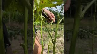 Cutting the okra harvest farming harvesting garden gardening satisfying okra shorts short [upl. by Vittoria80]