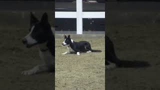 Royal Winter Fair 2024 Sheep Herding Demonstration [upl. by Lebisor492]