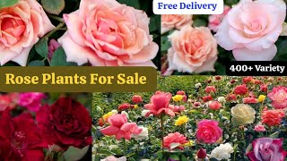 Winter Beautiful Rose Collection🌹Best Quality Rose Plants Sale🌹Free Shipping 🚚 WhatsApp 8250221446 [upl. by Bethezel]