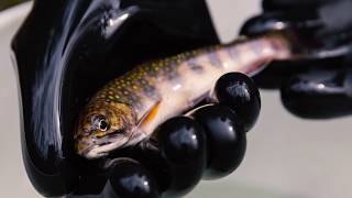 Native Brook Trout Restoration [upl. by Marras]