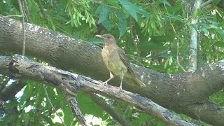 Claycolored Thrush calling and singing Alamo Texas [upl. by Nivri]