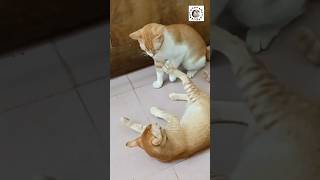 SimbaPumba amp Billu  3 Cat fight videos cat catfight [upl. by Sisak]