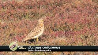 Eurasian Stonecurlew Burhinus oedicnemus  Πετροτουρλίδα  Авдотка [upl. by Lowndes]