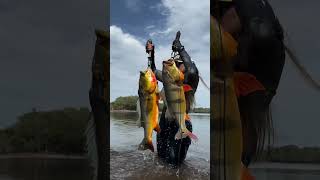 Peacock Bass Fishing in Brazil is the REAL Deal [upl. by Yared]