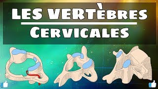 Anatomie du rachis  Vertèbres cervicales [upl. by Backler225]