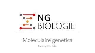 Moleculaire genetica  transcriptie in detail  VWO [upl. by Yojal164]