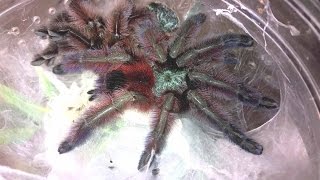 Molting Update A versicolor and Phormictopus sp Blue [upl. by Caril]