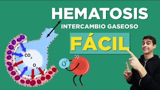 Qué es HEMATOSIS  Intercambio Gaseoso ✅ FÁCIL [upl. by Kensell350]