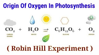 Origin Of Oxygen In Photosynthesis  Robin Hill Experiment  Lec 3 [upl. by Atiuqet759]