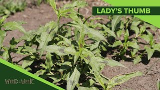 Weed of the Week 1089 Ladys Thumb Air Date 21719 [upl. by Safir]