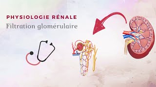 Physiologie rénale  Filtration glomérulaire [upl. by Jahdal]