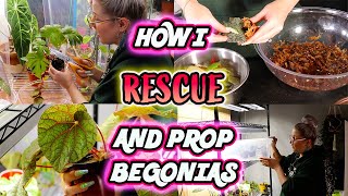 How To Propagate Begonias Part 1  Simple Method [upl. by Harvison]