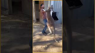 Women rescue baby kangaroo kangaroo facts animals education rescue shorts [upl. by Sielen765]