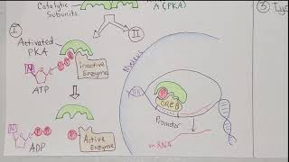 Endocrinology Protein Peptide Amino Acid Derivative Hormones Their Receptors and Actions [upl. by Anglim597]