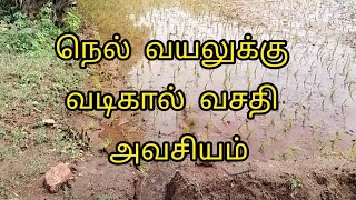 🌾💥 நெல் வயலுக்கு வடிகால் வசதி அவசியம் senganthalorganics agriculture organic paddy senganthal [upl. by Sadnak]