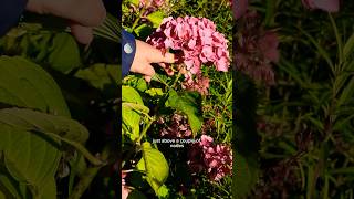 How to Care for Hydrangeas Over Winter ❄️ [upl. by Zoha]