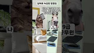 서울 은평구 어느 주민센터의 9급 공무원 사건사고 시리즈 고양이밈 [upl. by Yewed]