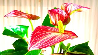 🙋ANTHURIUM ANDREANUM Y SUS CUIDADOS [upl. by Eslehc]