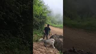 Hiking with a Siberian Husky 👆👆 full video 👆👆 viral viralvideo siberianhusky [upl. by Ahsenek]