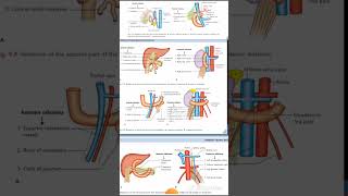 DUDENUM Relations Anatomy Quick Revision University Exam [upl. by Manaker]