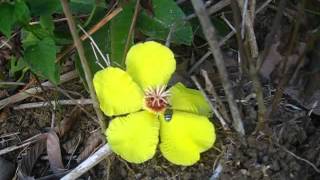 Palawan Endemic Flower Plant Dillenia monantha [upl. by Dutchman375]