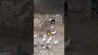 pigeon 🥰😱😱 dasi 2024 kabootar shortsvideo [upl. by Chemaram742]