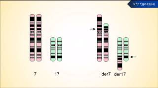 MUTAÇÕES CROMOSSÔMICAS ESTRUTURAIS 4 Translocações [upl. by Eaver]