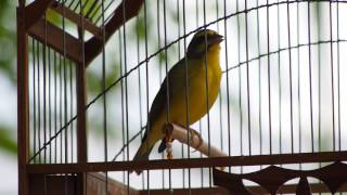 Green Singer Finch Yellowfronted Canary [upl. by Attej]