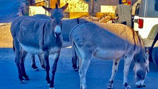 Oatman Arizona [upl. by Jaenicke]