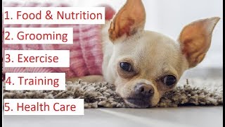 Chihuahua 101  Feeding Grooming Training amp Health Care of Chihuahua [upl. by Sivle]