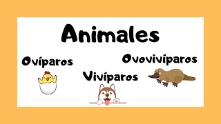 Animales ovíparos vivíparos y ovovivíparos 🐯🐸🐠  ¿Cómo nacen los animales 🤔🤓 [upl. by Ennair305]