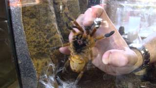 Pterinochilus murinus Pickup Grab OBT Orange Baboon Tarantula Orange Bitey Thing [upl. by Alludba]