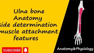 Ulna bone anatomy side determination features muscle attachments upper limb anatomy [upl. by Tegan602]