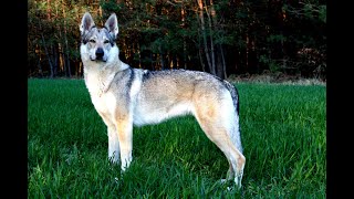 Wilczak Czechosłowacki  Cataleya quotDżumquot  Československý vlčák  Czechoslovakian Wolfdog [upl. by Yauqram]