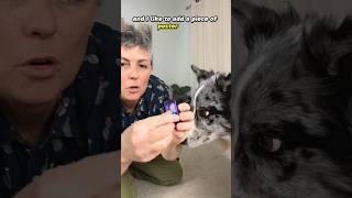 Getting started Clicker Training your dog [upl. by Ordnagela583]