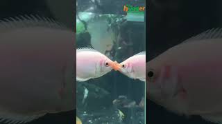 Why Do Kissing Fish Kiss？😗 [upl. by Accebor]