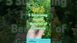 5 Surprising Benefits of Costmary  carecrash [upl. by Fonsie142]