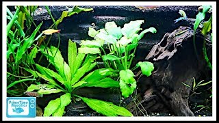 Step by step how to set up an fish tank Aquarium planted tanks [upl. by Alex]