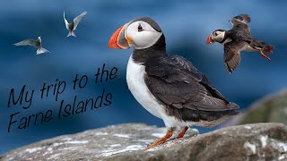 Farne Islands  Bird photography [upl. by Ahsinyar763]