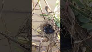 Baby Birds Remarkable Feat Eat In Nest EP113 birdslover birdwatch wildlife viralvideo birds [upl. by Rairb]